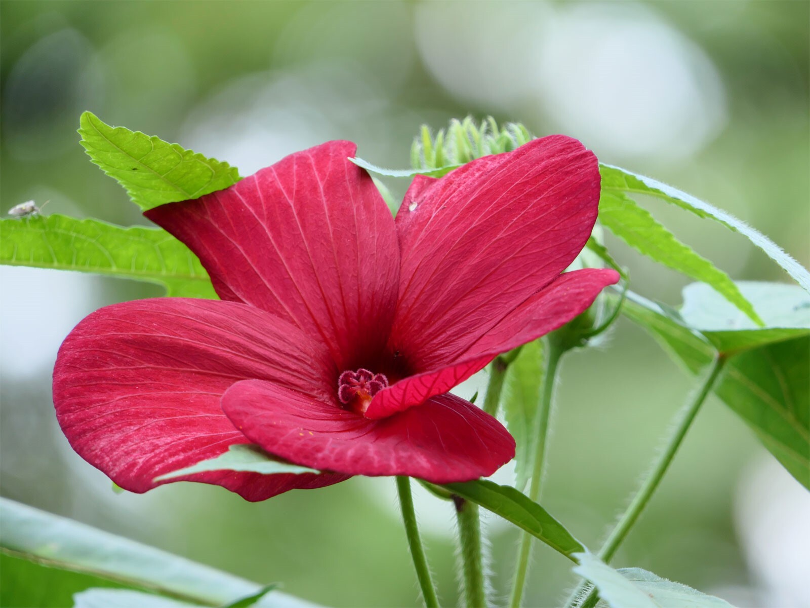 Abelmoschus moschatus subsp. tuberosus | Creeping Pink Swamp Hibiscus | 20_Seeds