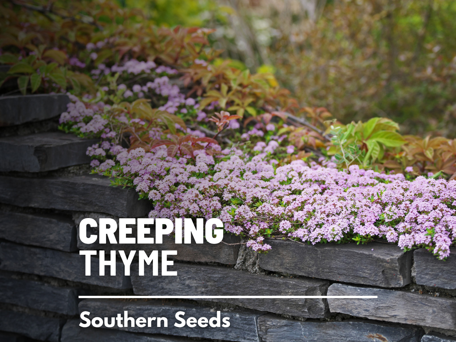 Creeping Thyme – Heirloom Seeds – Ornamental groundcover & Culinary Herb