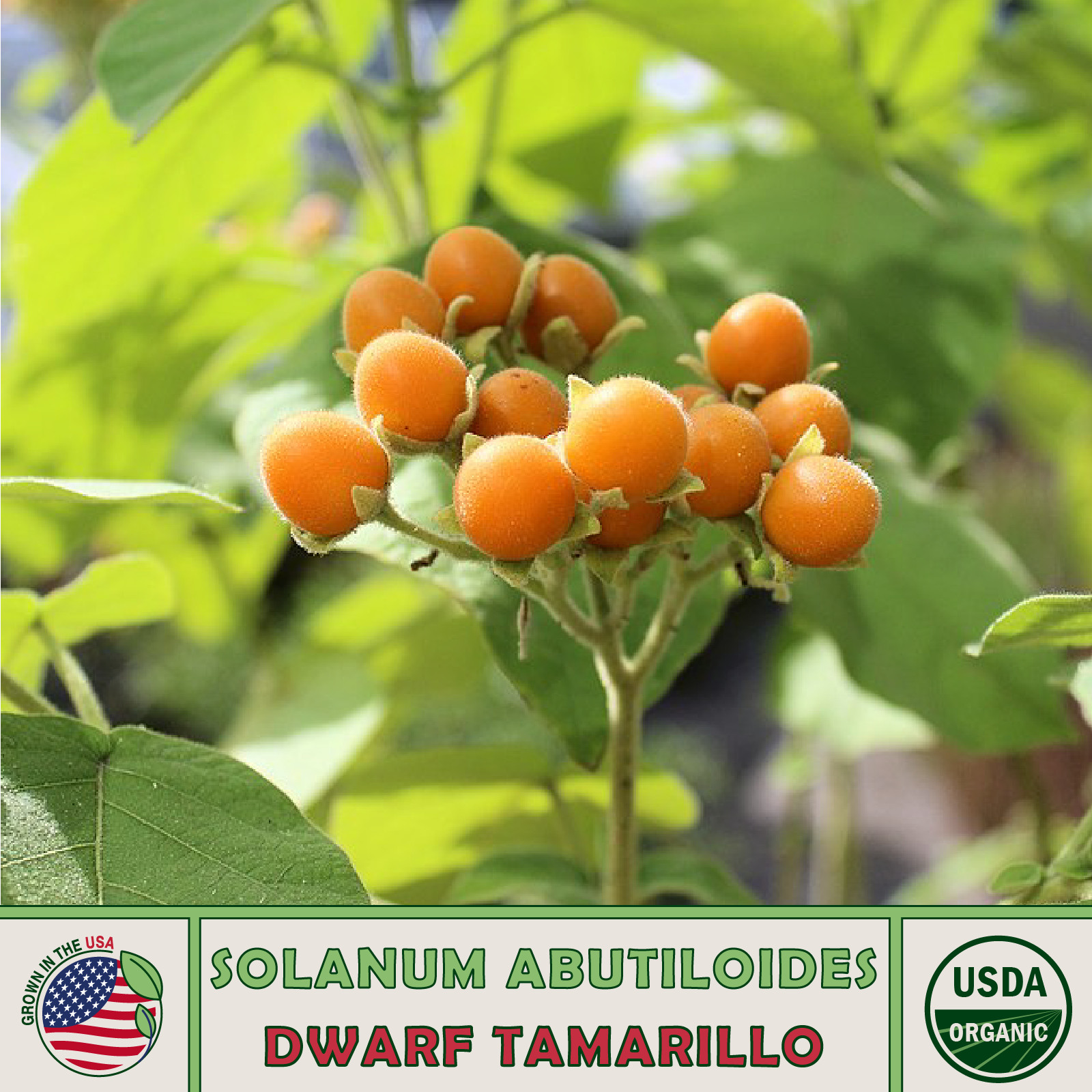 20 Dwarf Tamarillo Seeds, Solanum Abutiloides, Organic, Non-GMO, Genuine USA