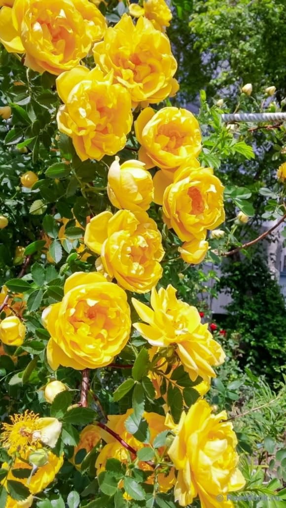 100+ Mixed Climbing Rose Seeds Heirloom Flowers Garden Planting