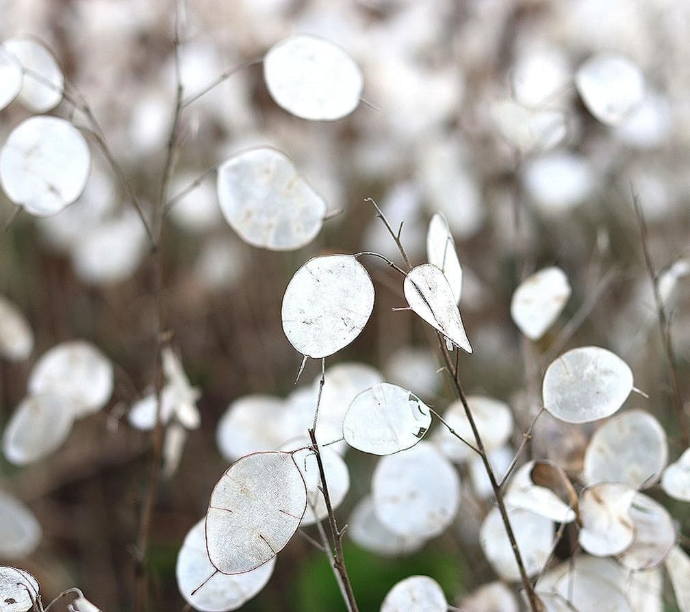 150 Seeds of Lunaria Money Plant – Attractive, Non-GMO & Pollinator Friendly