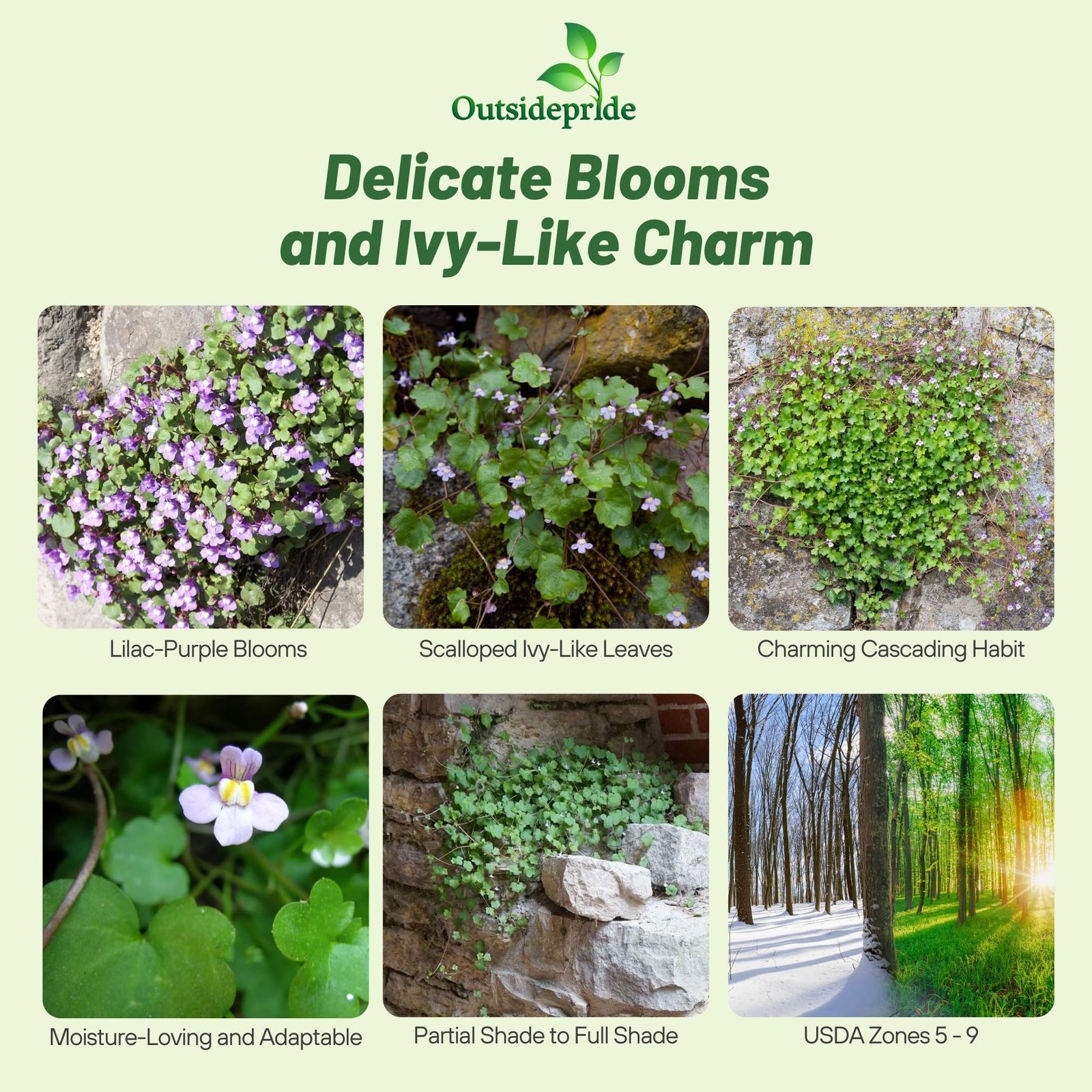4000 Seeds Kenilworth Ivy Seeds – Cymbalaria Kenilworth Flowering Ivy Ground