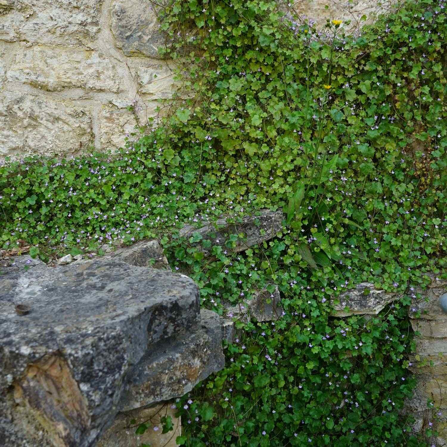 4000 Seeds Kenilworth Ivy Seeds – Cymbalaria Kenilworth Flowering Ivy Ground