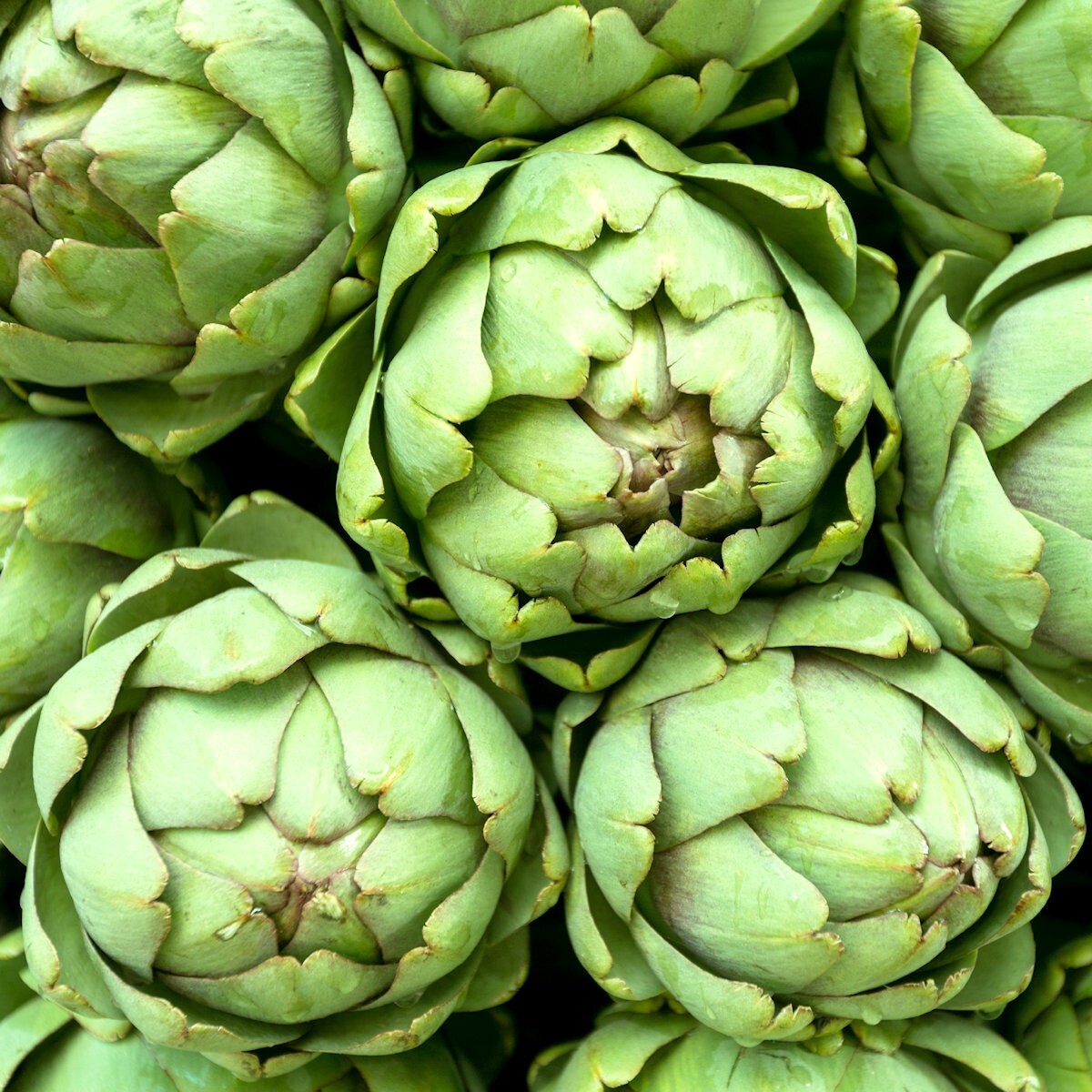 1/4 Lb Green Globe Artichoke Seeds – Everwilde Farms Mylar Seed Packet
