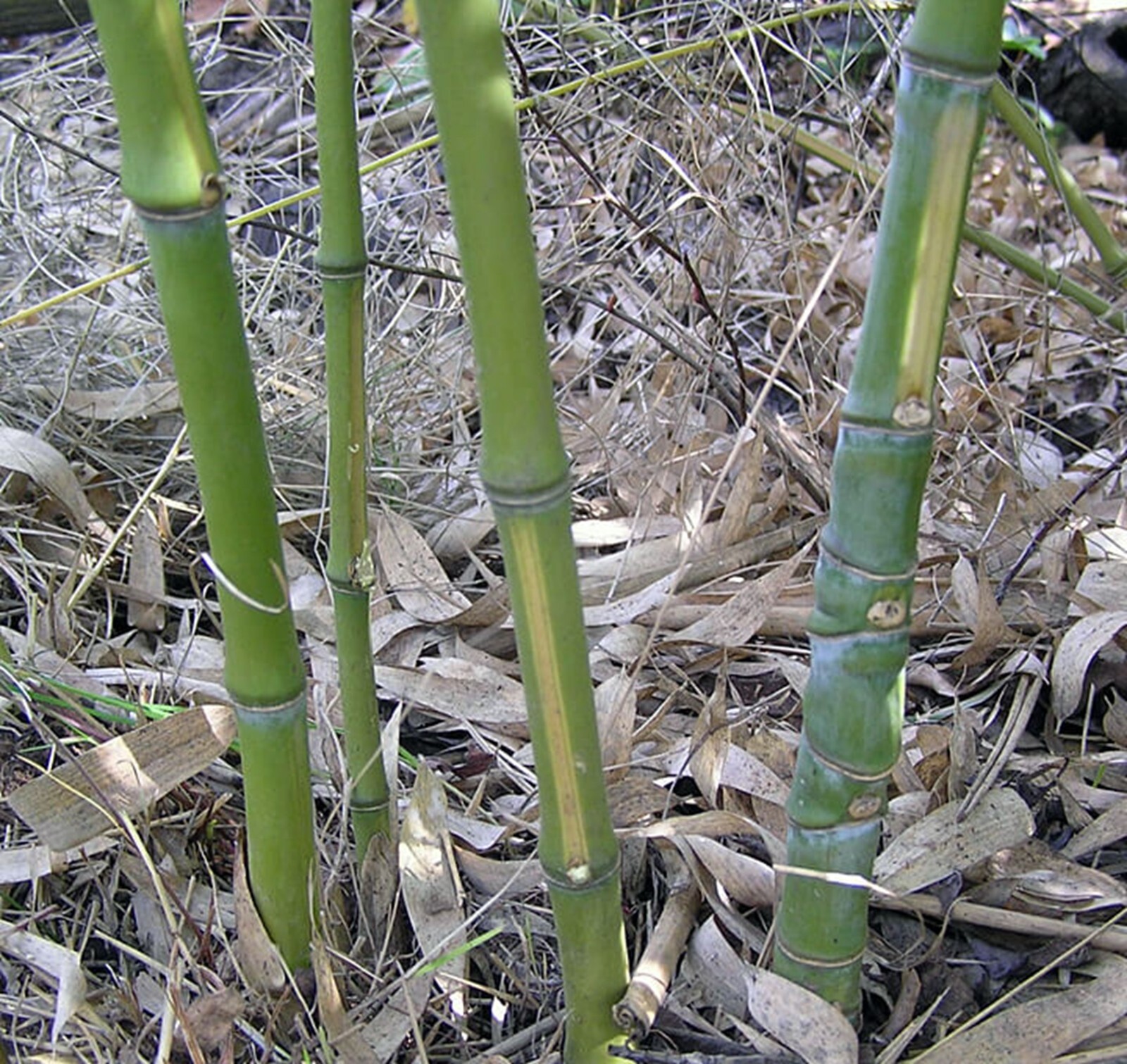 100 Yellow Stripe Bamboo Seeds Perennial Ornamental Seed Privacy US SELLER