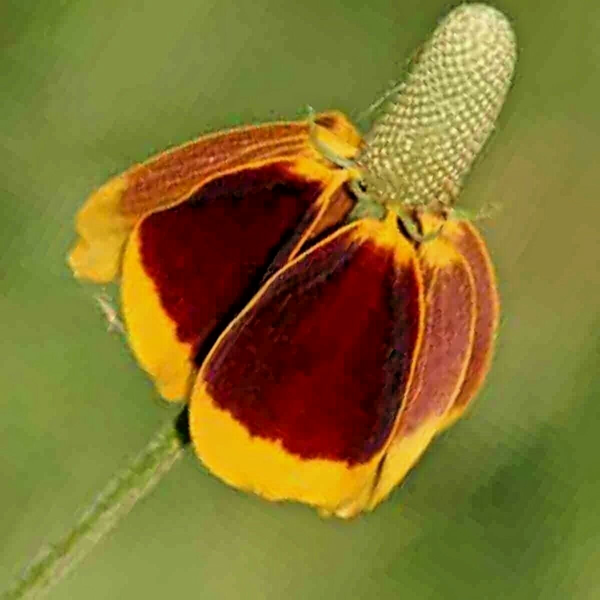 200+ MEXICAN HAT SEEDS SPRING PERENNIAL RARE DROUGHT TOLERANT DEER REPELLENT USA