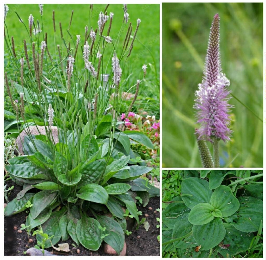 Flowering Plantain 50+ Seeds ~ Plantago media~ Bee & Pollinator Magnet, Hoary