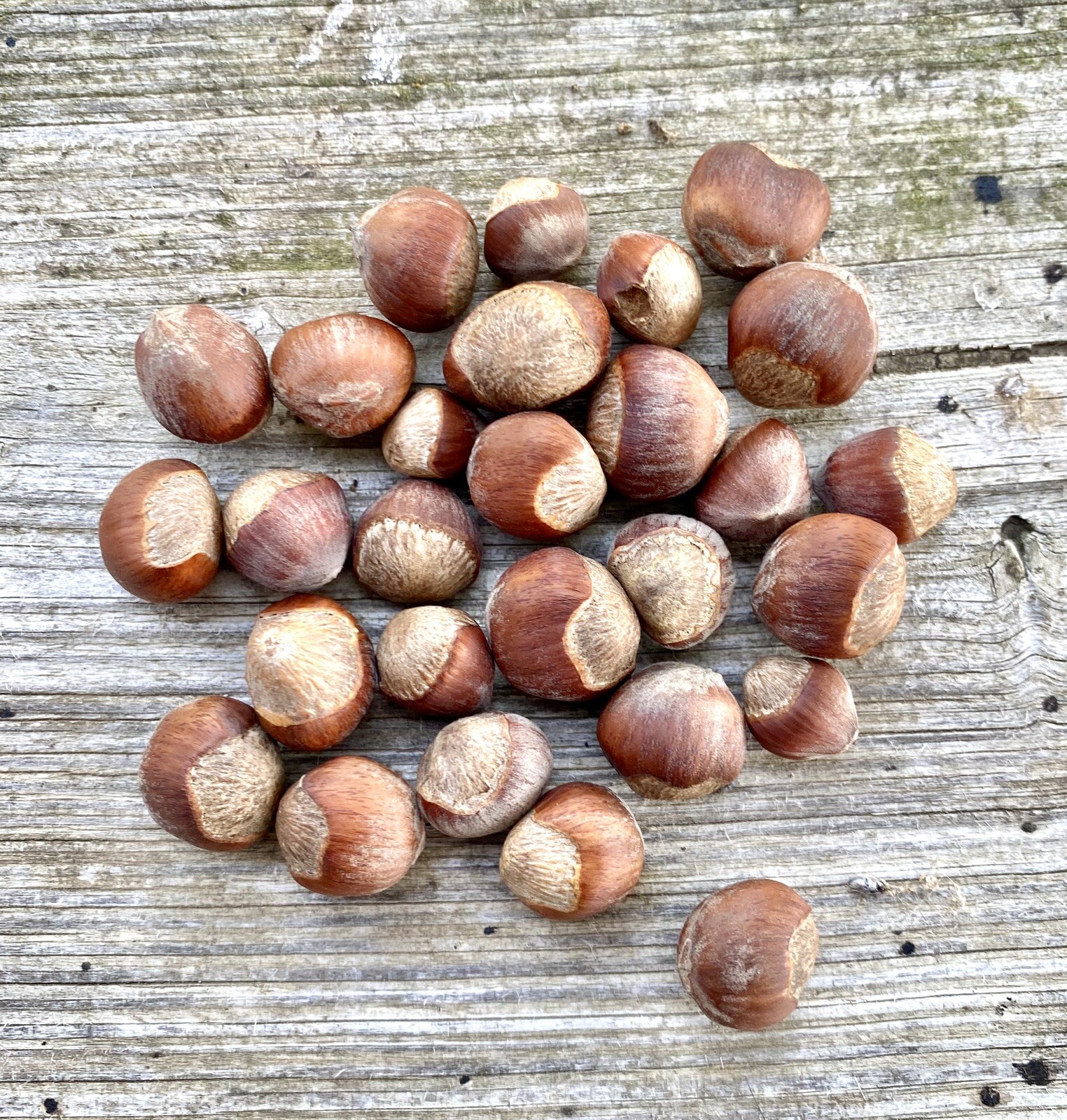 25 American Hazelnut Tree Nut Seeds 2024 ORGANIC Non-GMO USA Native Filbert