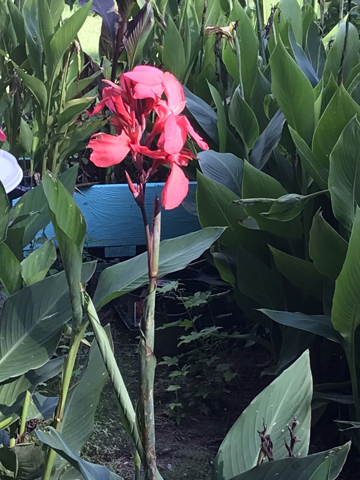 10 Bulb MixCanna Delight Mix Various Cannas Including Cleopatra And Tiger Bengal