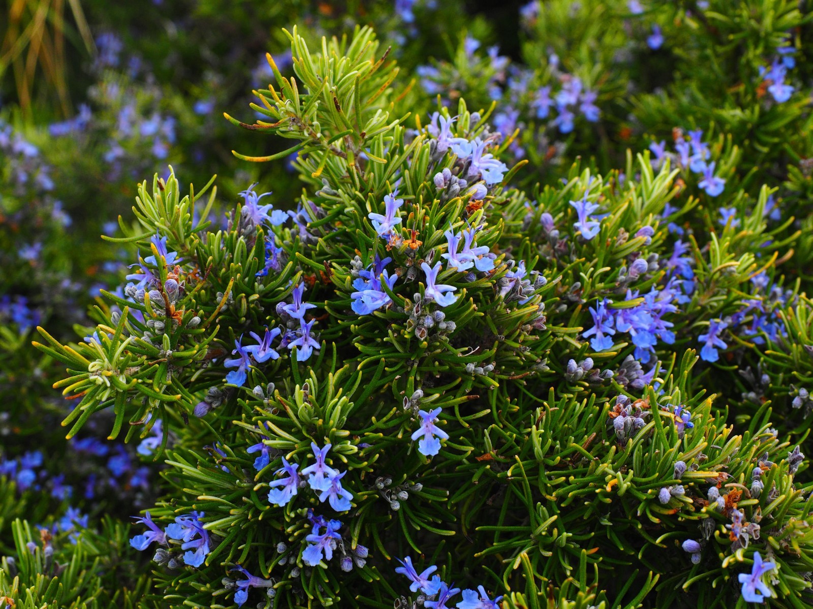 Seeds Rosemary Aromatic Herb Market or Home Gardening Potted Plant seed Non GMO