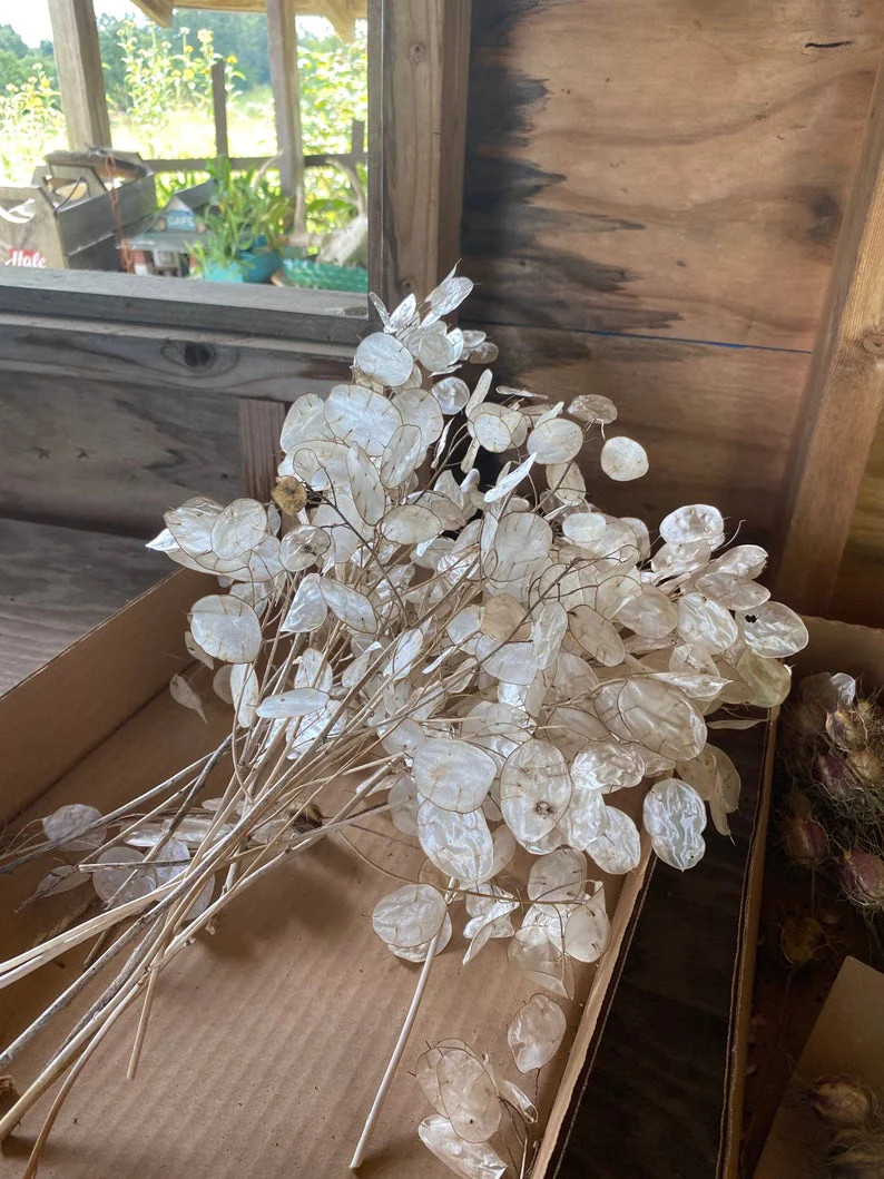 Money Plant Seeds (Lunaria) | Silver Dollar Plant Honesty Coins Flower Seed 2024