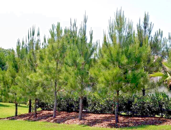 Slash Pine Tree | Premium Seeds | Pinus elliottii | Plants’®