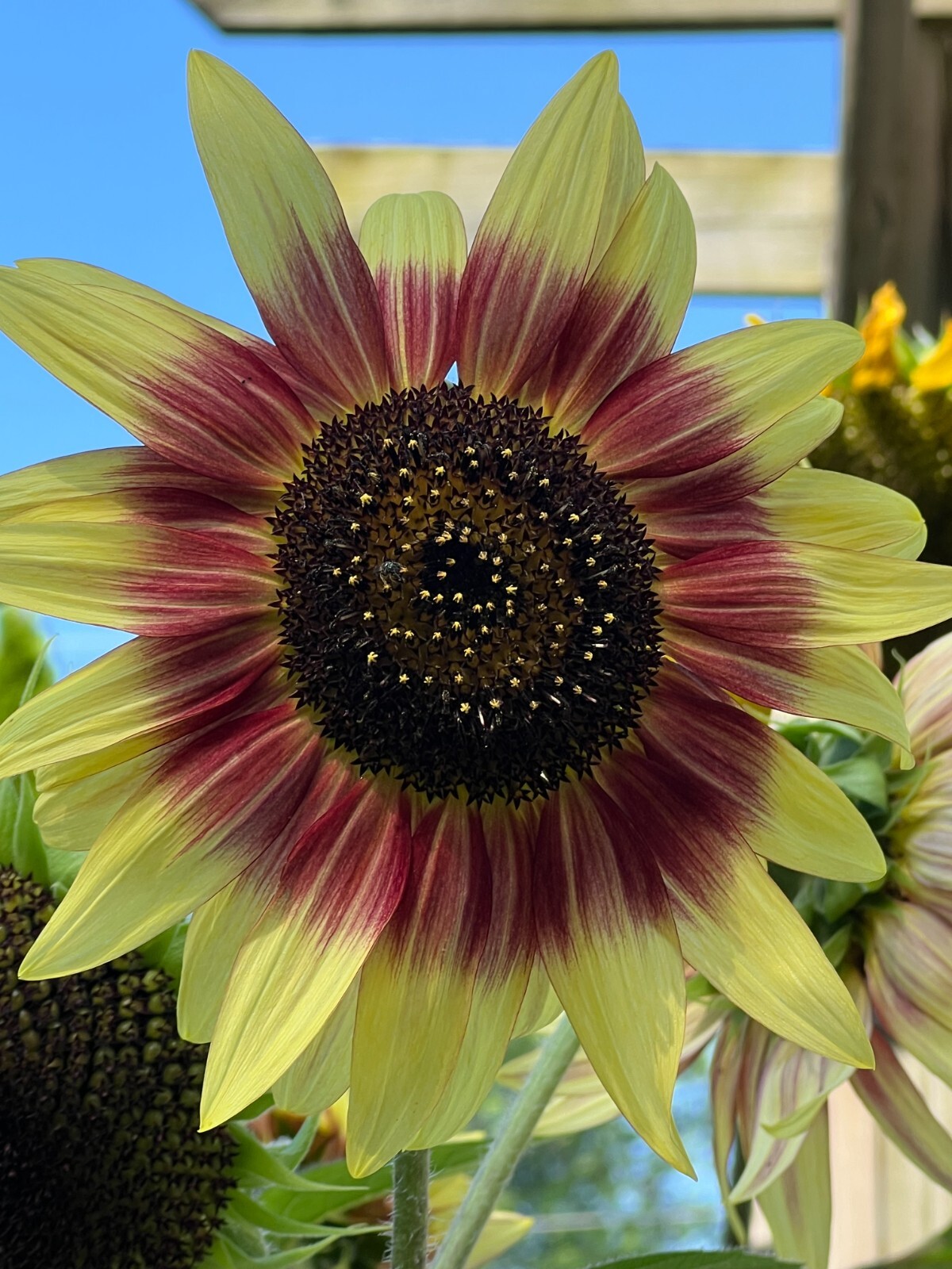 30 Count Sunflower Seed Mix, Variety of Colors and Sizes – Free Shipping