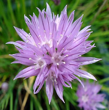 Chives Grolau 250 seeds