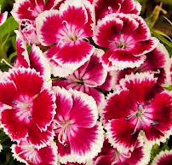 SWEET WILLIAM FLOWERS 500 SEEDS BEAUTIFUL CLUSTERS