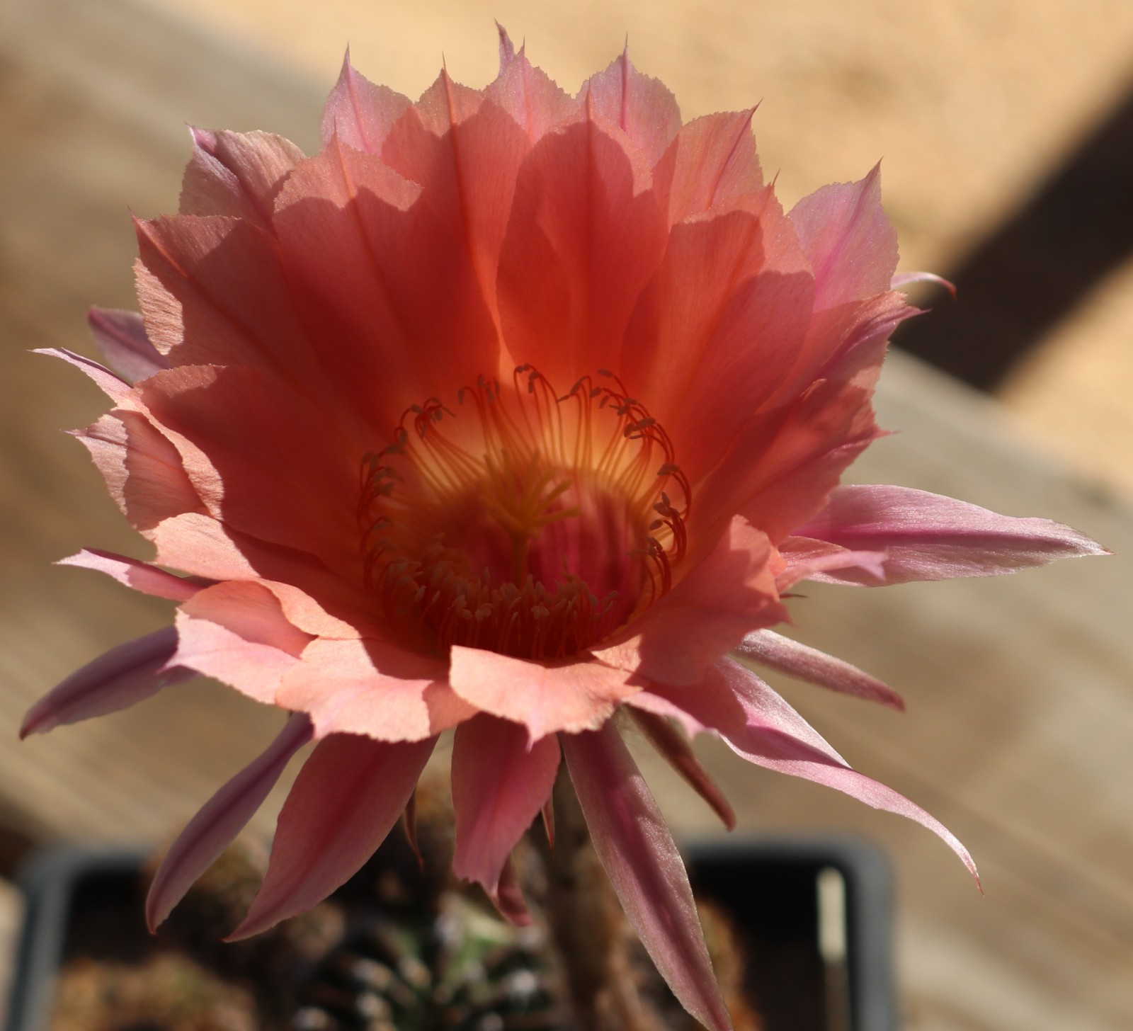 Echinopsis hybrid ‘Beautiful Dreamer’