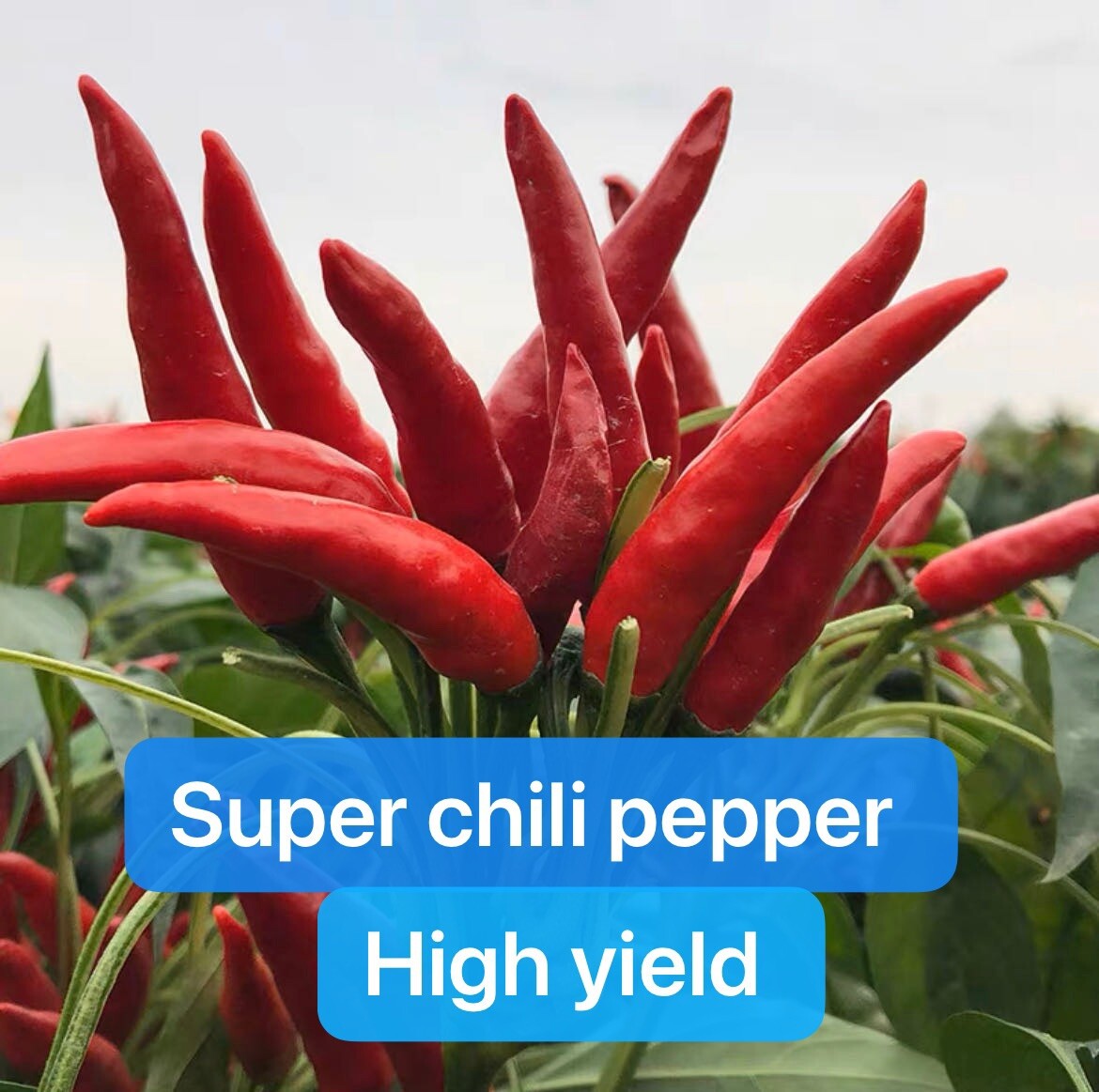 30+ Grain Chili Pepper Premium Bird’s Eye Chili Pepper Seeds Produced By 2024