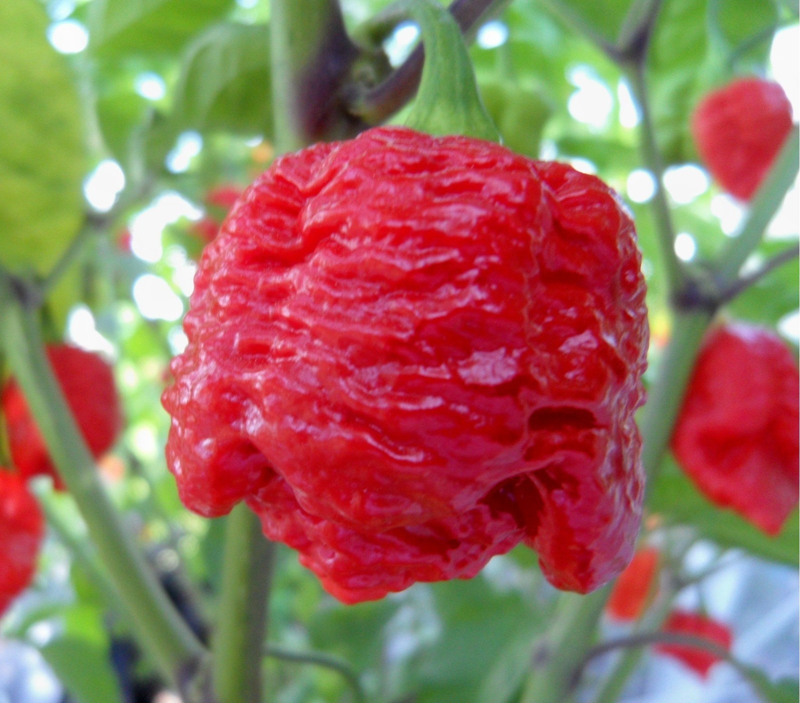 20 Super-Hot 7 Pot Brain Strain Red | NON-GMO | Pepper Seeds-B 02