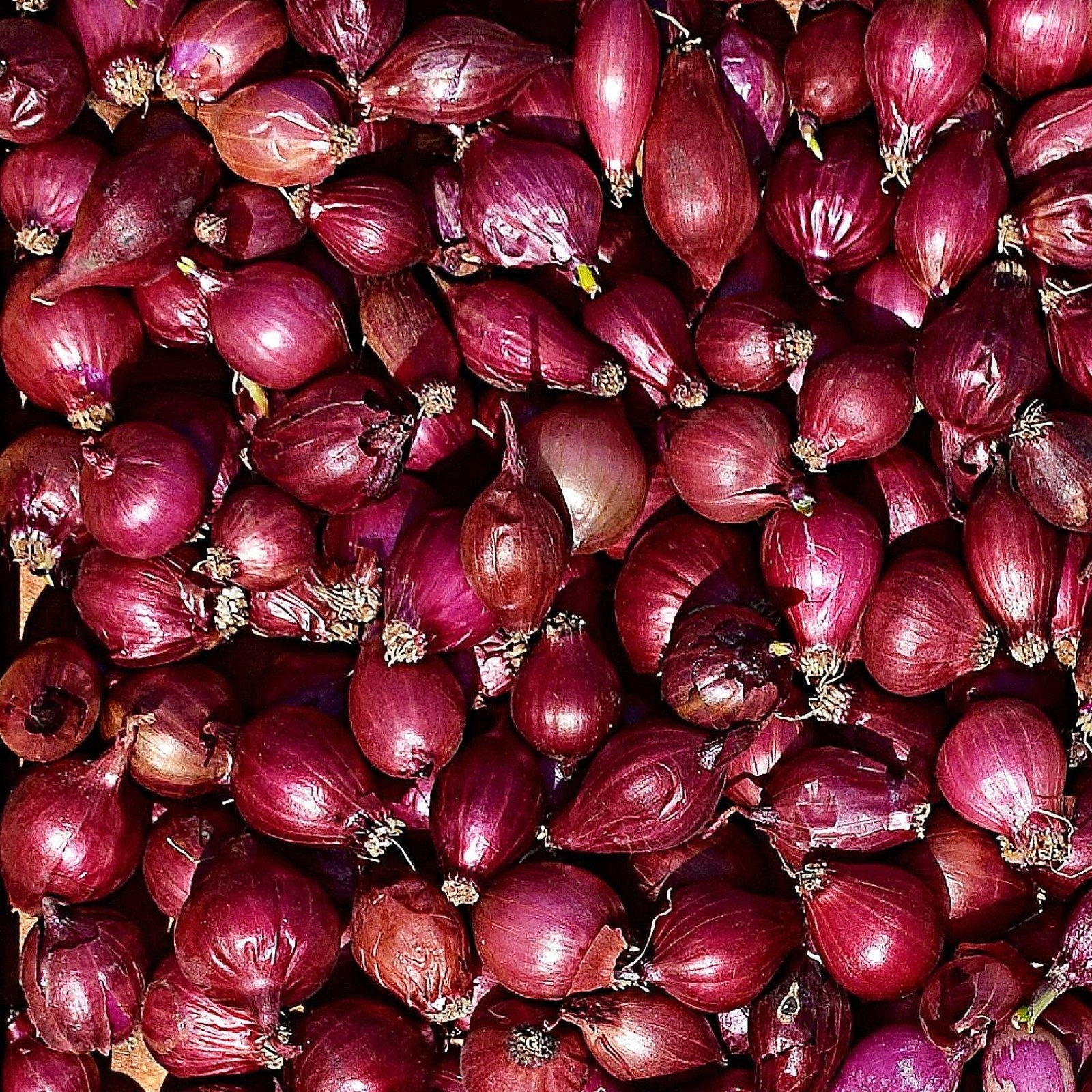 Mixed 3 Onion: Red Yellow and White Onion Sets Bulbs Organic Non GMO – 1 lb