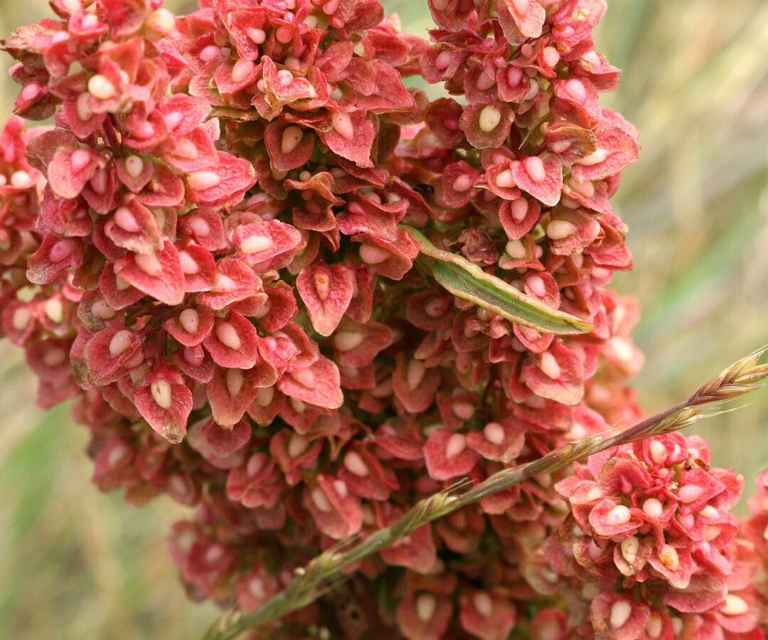 100 Organic Curly/Yellow Dock Seeds ~ Rumex crispus *Free US Shipping*