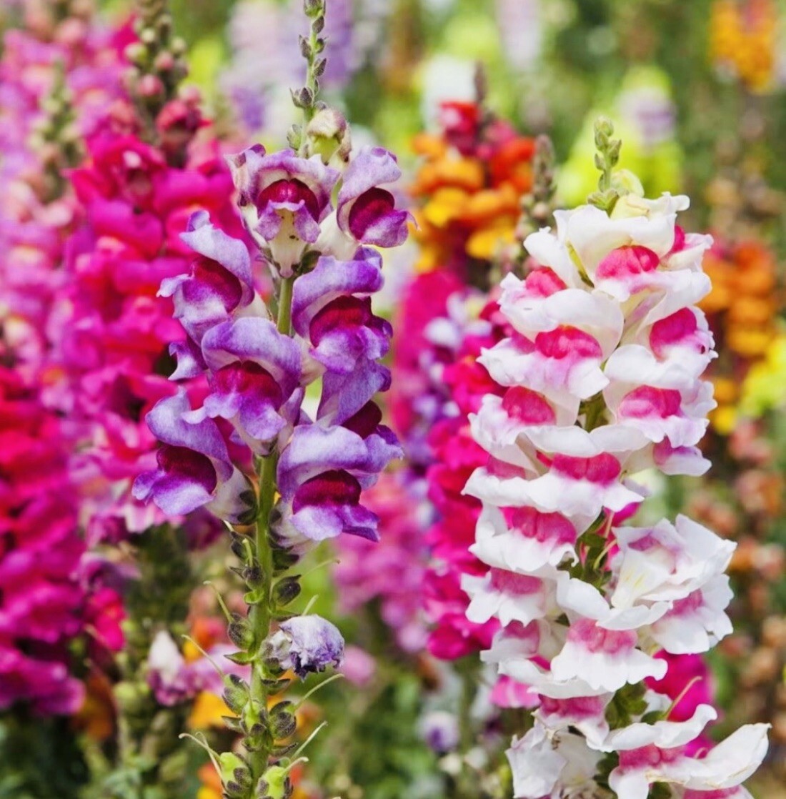 SNAPDRAGON FAIRY BOUQUET FLOWER SEED MIX NONGMO FRESH HARVEST