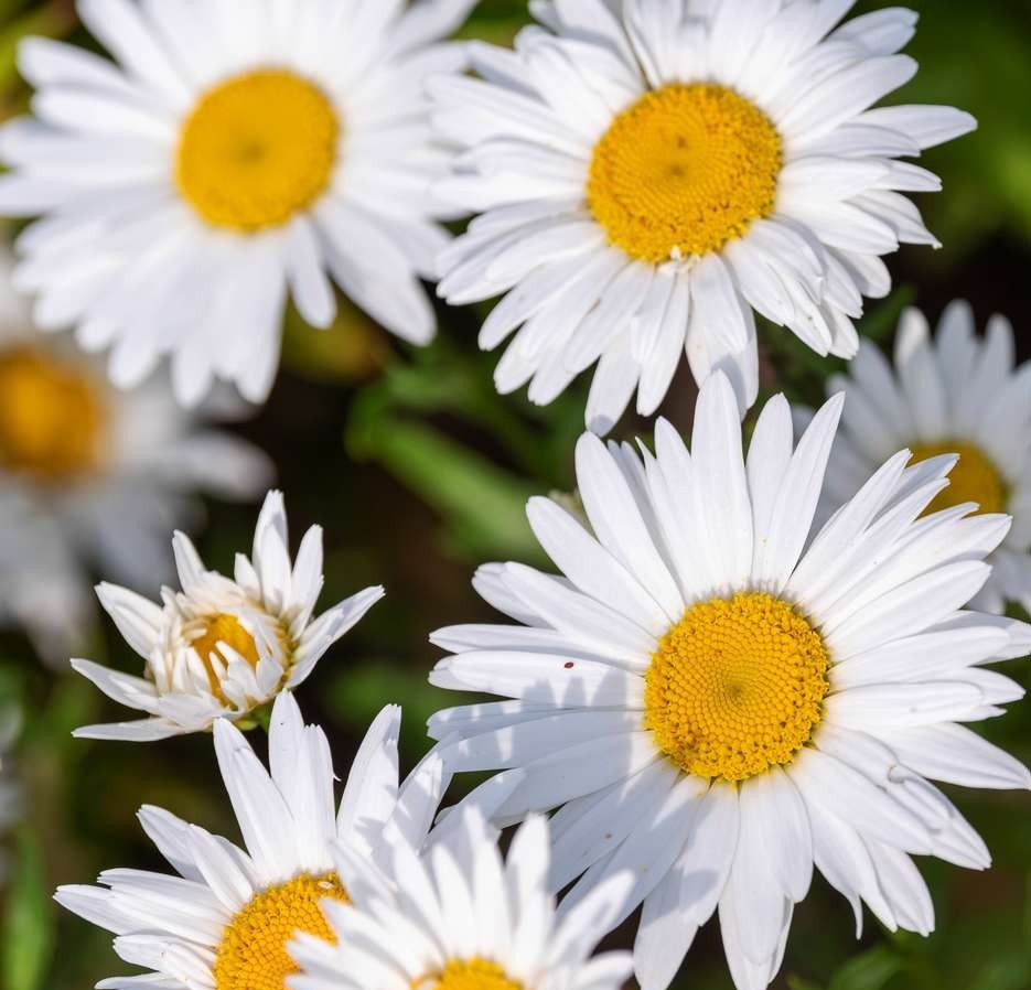 SHASTA DAISY SEEDS 1000+ ALASKA perennial FLOWER garden CHRYSANTHEMUM MAXIMUM