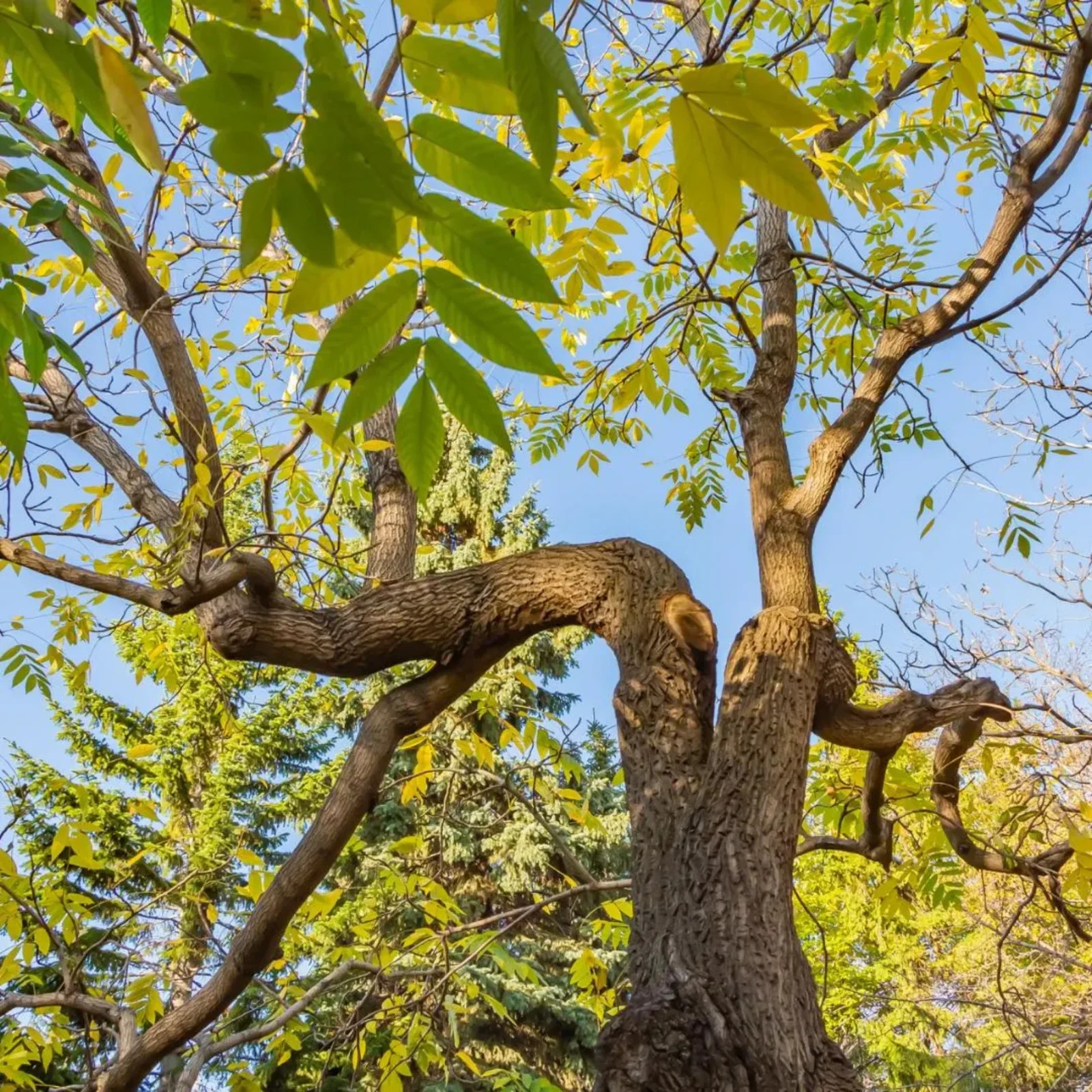 3 Green Ash Tree 12-24″ Fraxinus pennsylvanica Bare Root