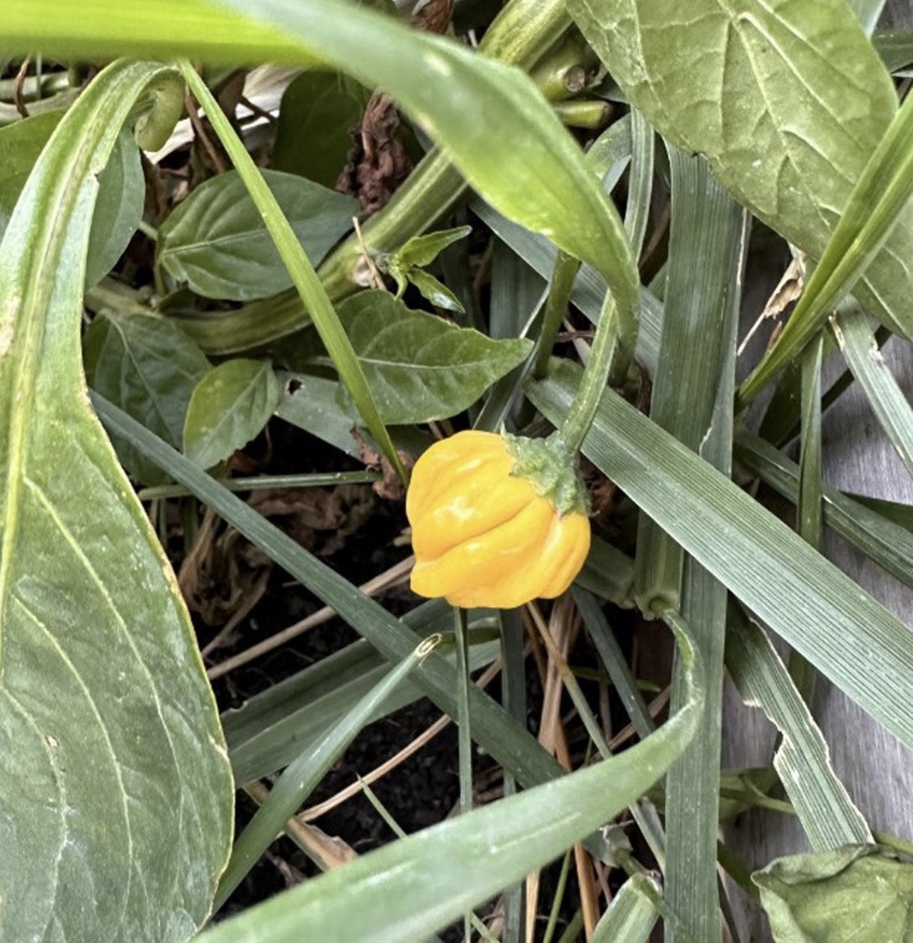 Popular!! 5 Lemon Starburst Pepper Plants!! Ready To Ship