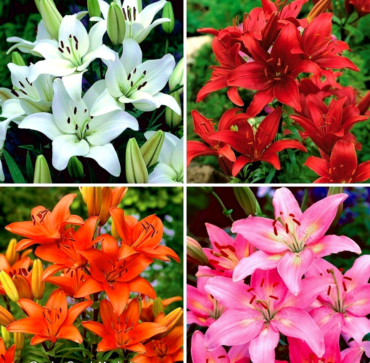 Lily Flower Bulbs 4 Asiatic Color Mix Lilies Garden Flowers Ready to Plant