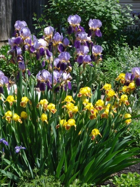 6 Plants – TB Iris (3 Alzacar 3 Gold & Velvet) – Perennial – Deer Proof