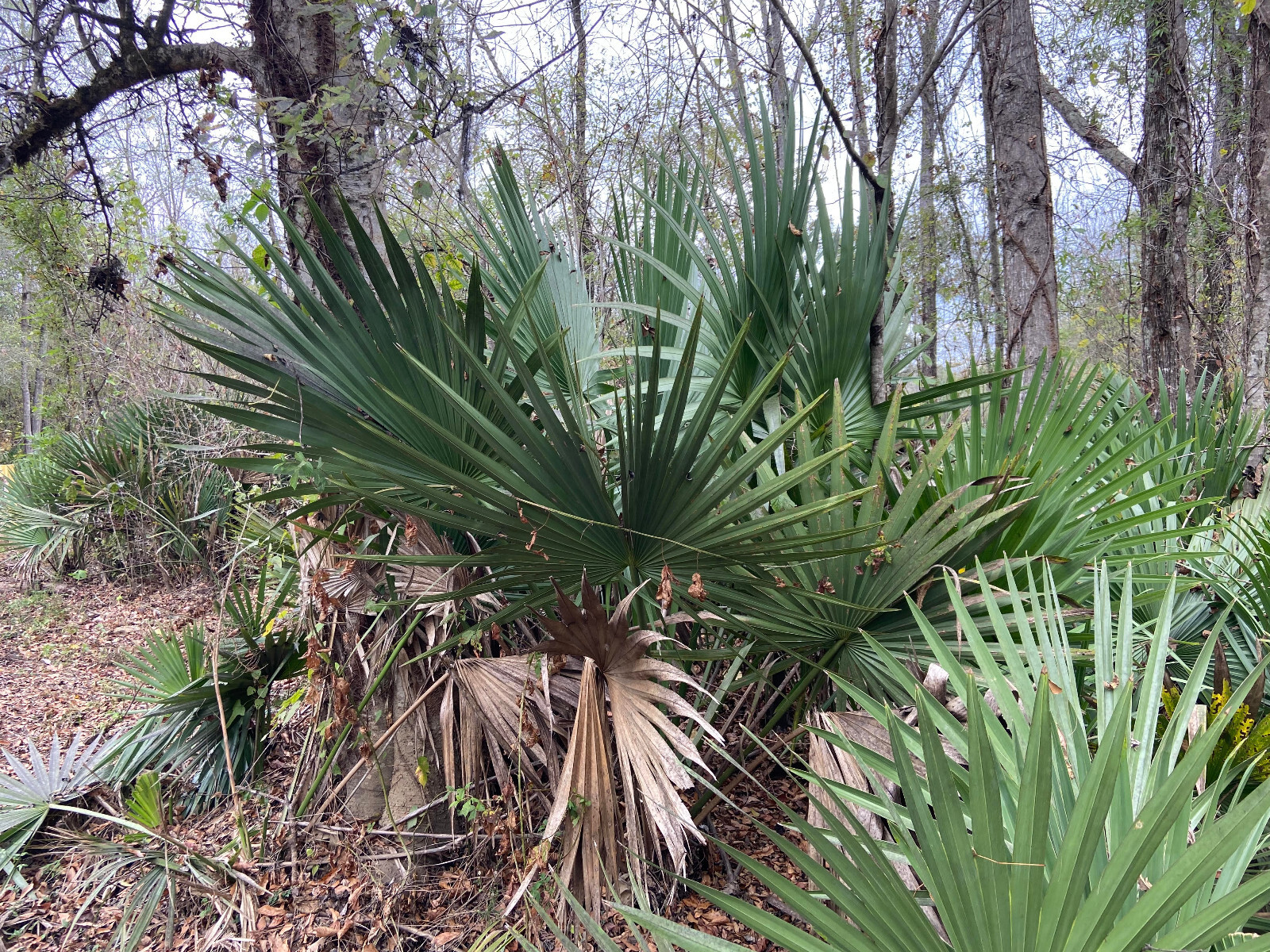 Sabal minor Seeds – Dwarf Palmetto