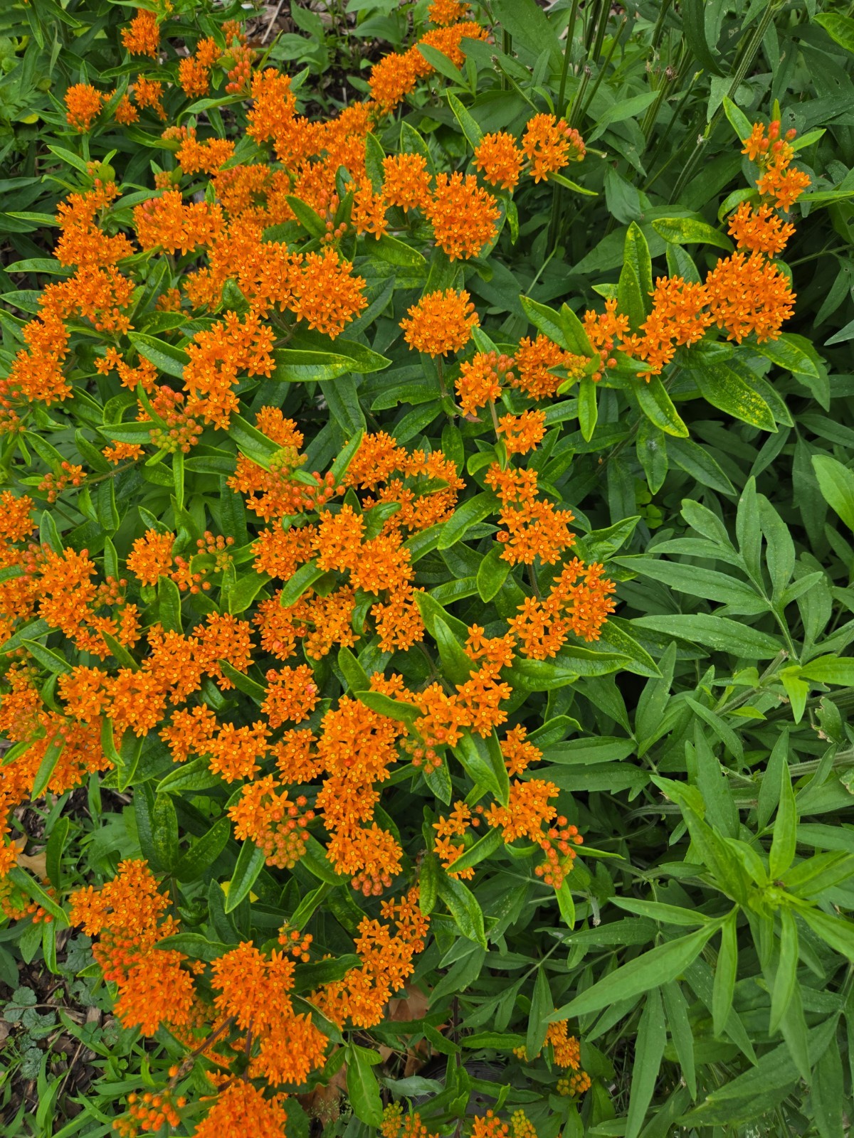 1 GRAM + Orange Milkweed/NATIVE to USA/Asclepias tuberosa/ORGANIC/Butterfly Weed