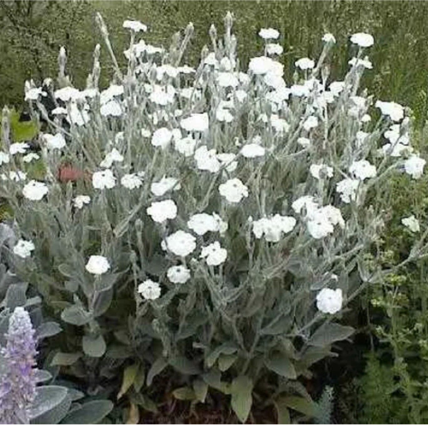 Heirloom White Rose Campion, 200 Seeds