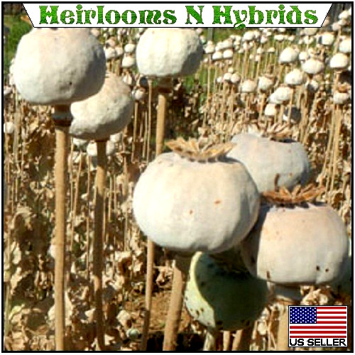20,000 Hungarian Stratified Papaever Somniferum Poppy Seeds For Planting Organic
