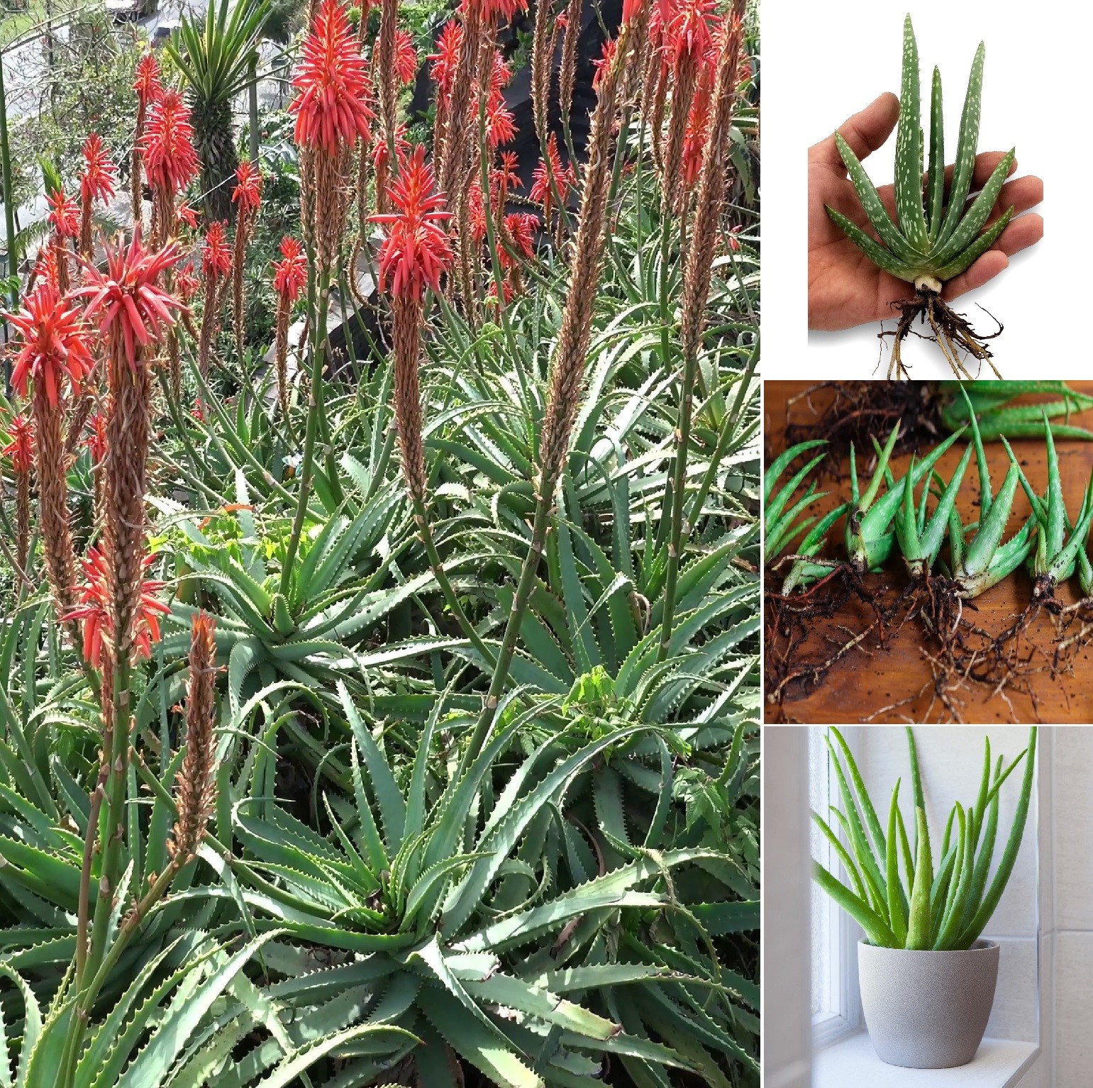 1 Aloe Vera Starter Plant Medicinal Succulent Rooted hardy zone 9-11