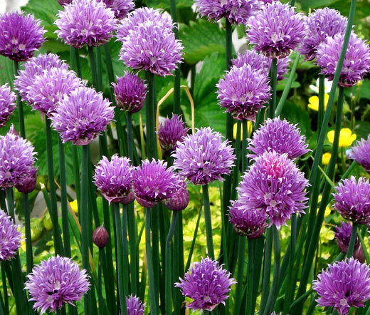 CHIVES COMMON Allium Schoenoprasum – 500 Bulk Seeds