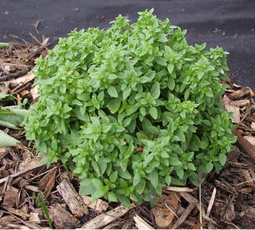 SPICY GLOBE BASIL SEEDS * GLOBE SHAPE * ATTRACTIVE * CUISINE * 100 COUNT PKT. *