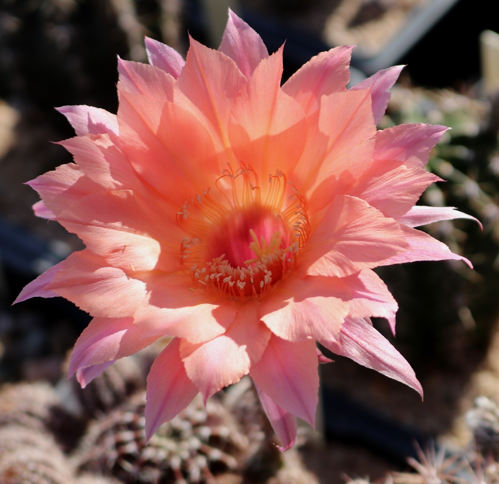 Echinopsis hybrid ‘Spring Blush’