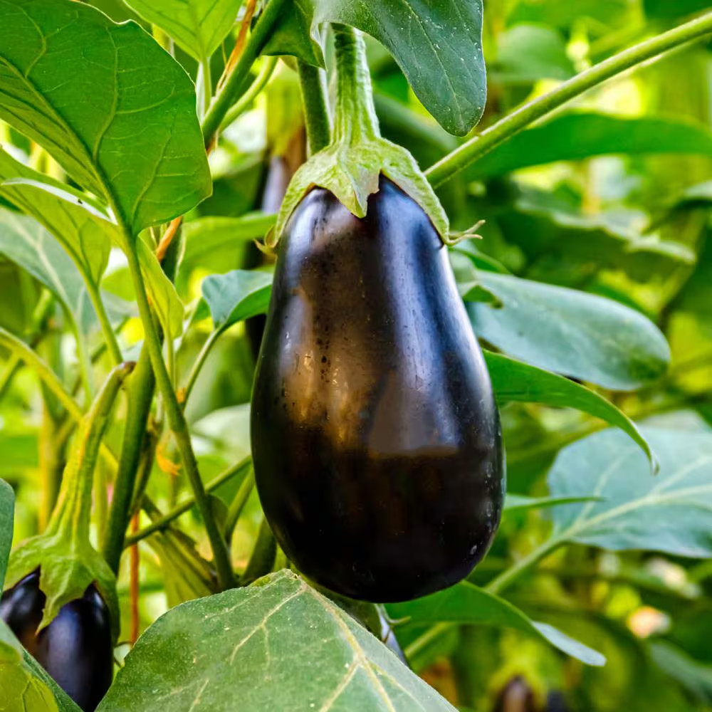 19 Oz. Black Beauty Eggplant Plant (2-Pack)