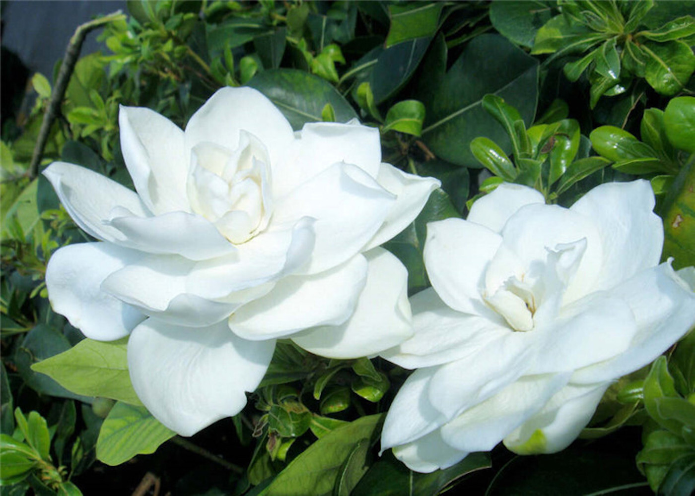 20 EXOTIC RARE GARDENIA SEEDS for garden flower beds plant bush USA SELLER USPS
