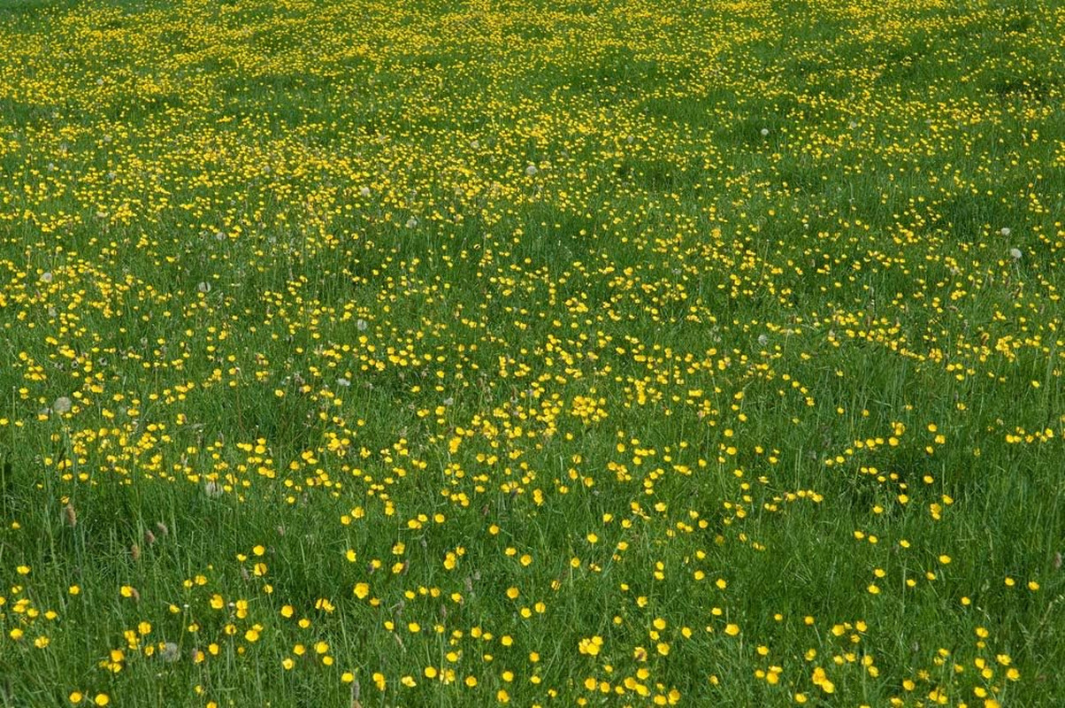 Western Buttercup (Ranunculus Occidentalis) – 250+ Non-Gmo & Heirloom by Isla’