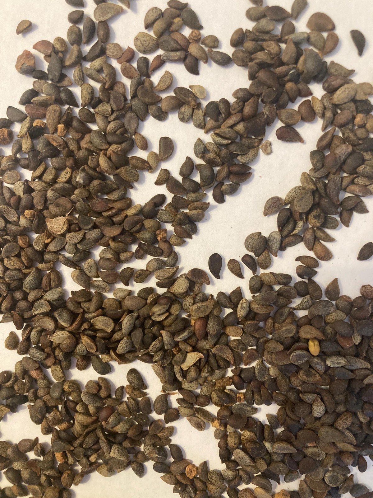 Bradford Pear Seeds (Pyrus Calleryana) Callery Pear
