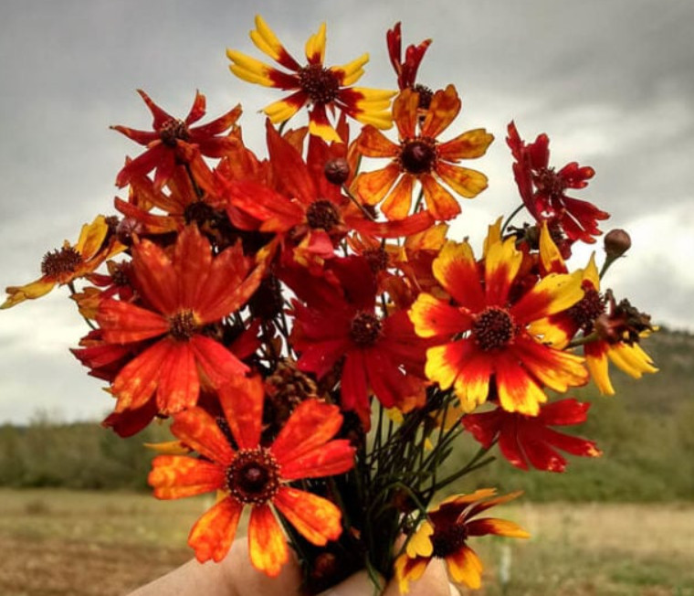 Coreopsis TIGER MIX Tall Mixed Colors Organic 200 Seeds Mother Nature’s Seeds
