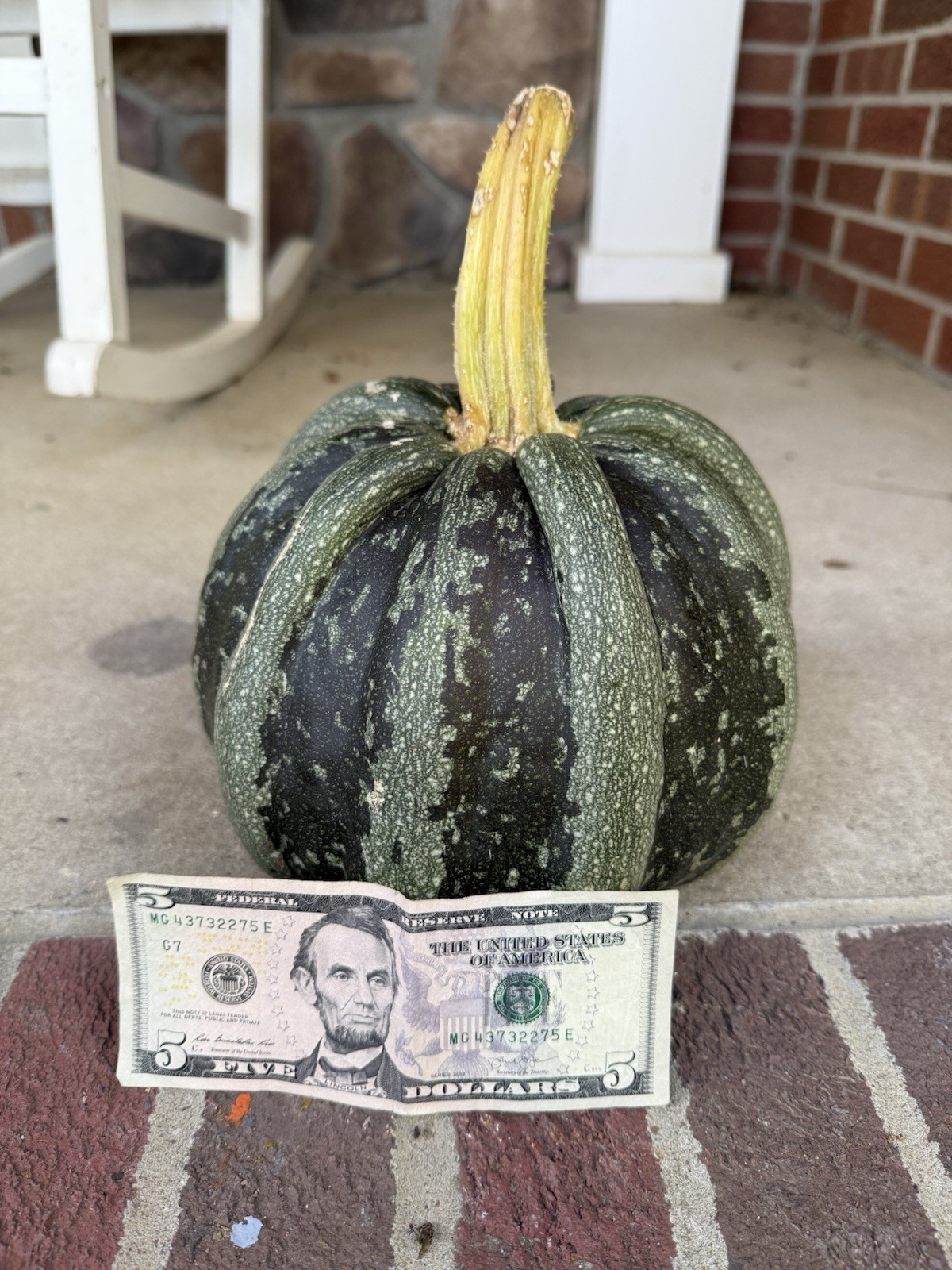 Seeds #3: Green/white ribbed pumpkin. Exotic, beautiful. Seeds (10 ct)