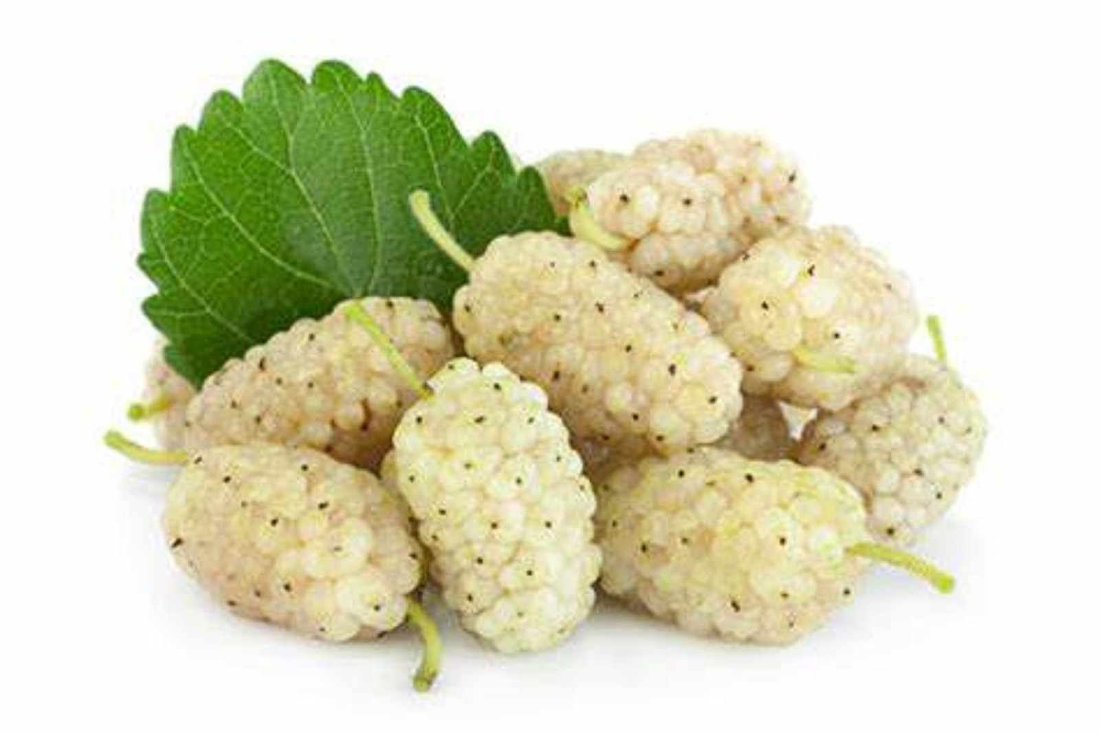 10 White Mulberry Seeds