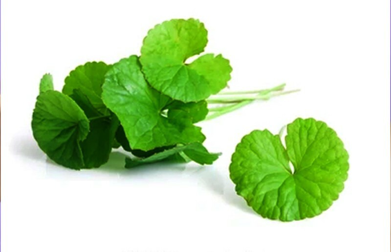Centella Asiatica Big Leaf Seed Gotu Kola Indian Pennywort Rau Má Vegetable SEED