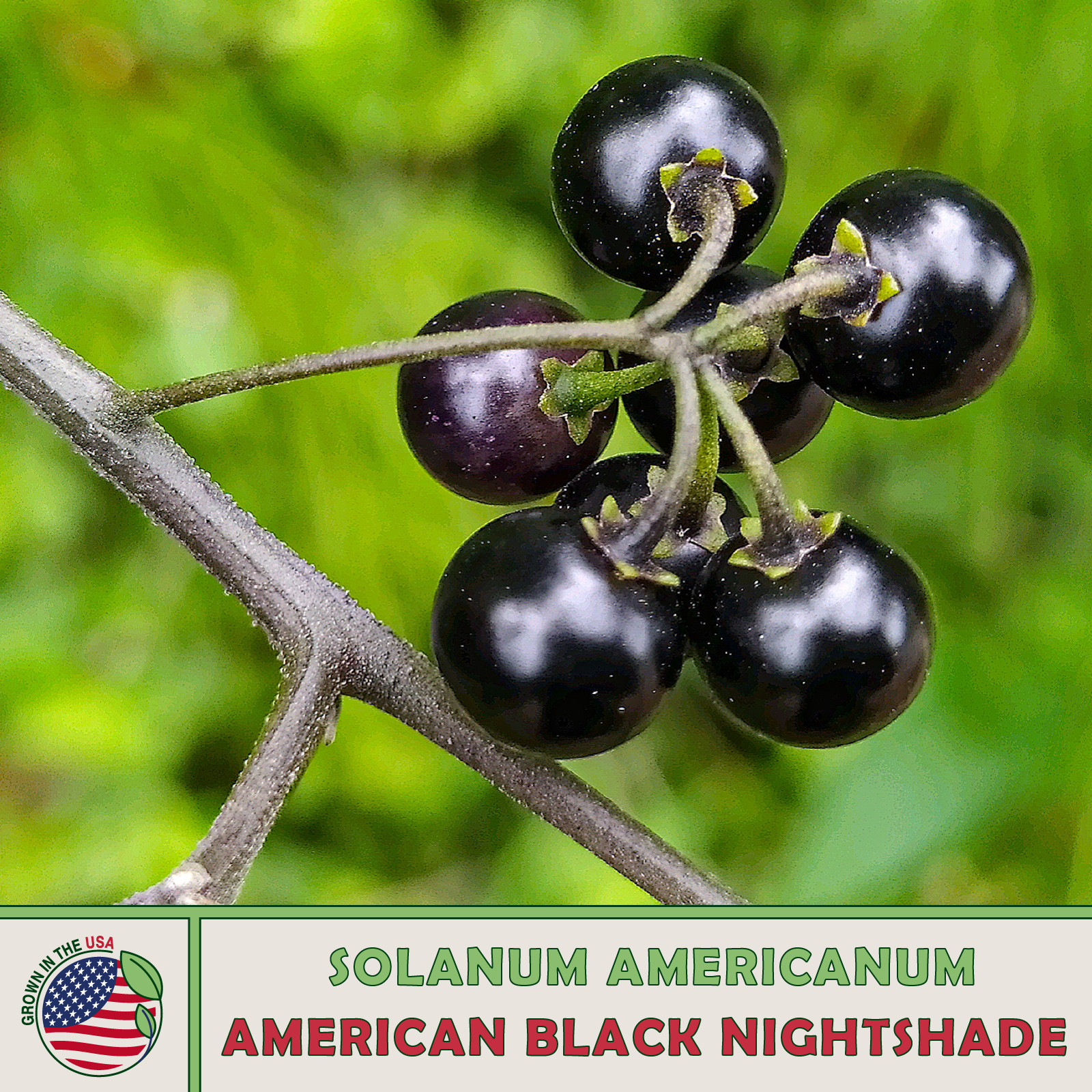 200 American Black Nightshade Seeds, Solanum americanum, Native Wildflower