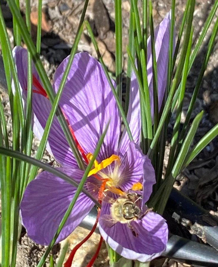 Saffron Crocus 15 Bulbs – Crocus Sativus – Easy Grow Flower Bulbs Kit