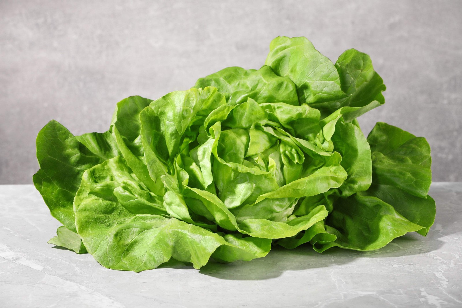3000 BUTTERCRUNCH LEAF LETTUCE Lactuca Sativa Vegetable Seeds