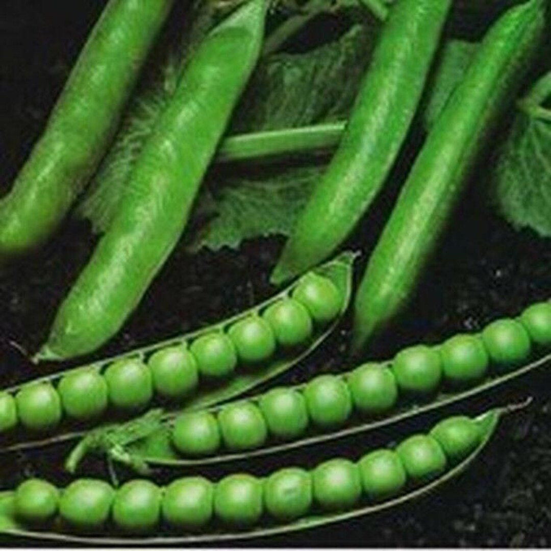 Green Arrow Garden Pea Seeds. Untreated FREE SHIPPING!